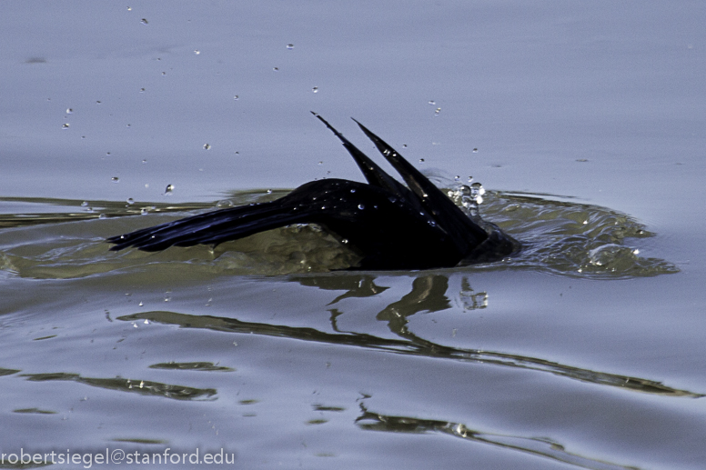 cormorant diving